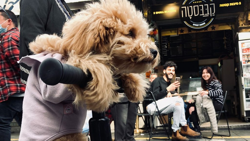 Дайджест: ВОЗ пока не исключает лабораторного происхождения Covid-19; Россию ждет третья волна; памятник Грете Тунберг вызывает вопросы