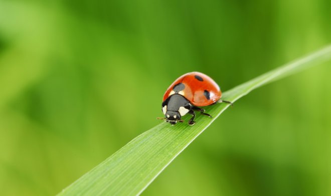 Австрийские ученые измерили гравитационное притяжение божьей коровки 