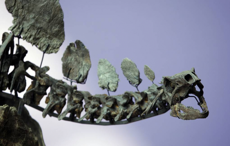 Благодаря частой смене зубов якутские стегозавры не страдали от кариеса