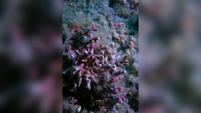 Британские ученые проанализировали генетику красных водорослей