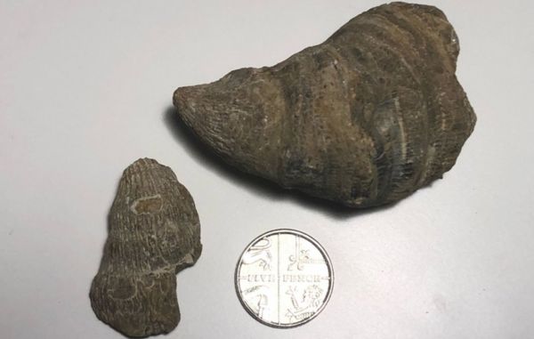 Шестилетний британец нашел в своем саду окаменелость возрастом около 400 млн лет