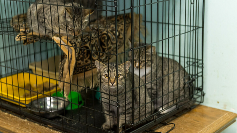 Депутаты-единороссы предложили разрешить убивать бездомных животных в приютах