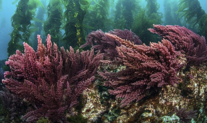 Диета из красных водорослей может спасти планету от парниковых газов