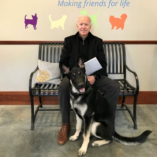 Собака Байдена снова укусила сотрудника Белого дома