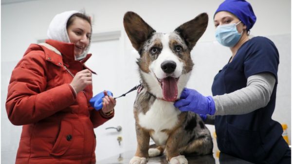 Коронавирус в России: первая вакцина для животных и споры о третьей волне
