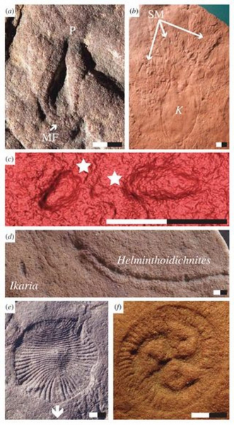 Эти странные безголовые существа – наши далекие предки