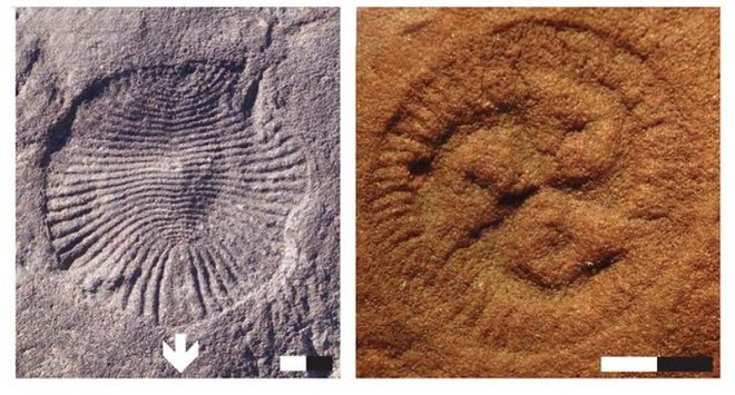 Эти странные безголовые существа – наши далекие предки