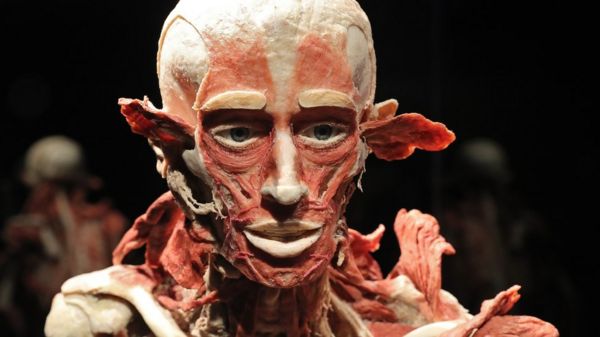 СКР проверит выставку человеческих тел в Москве. Какие к ней есть претензии?