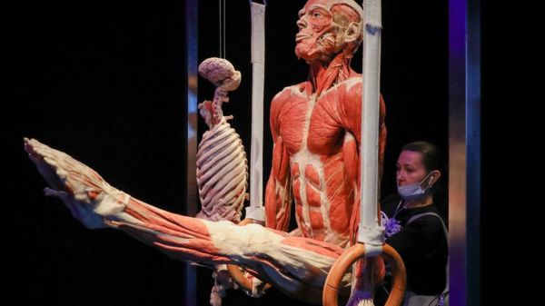 СКР проверит выставку человеческих тел в Москве. Какие к ней есть претензии?