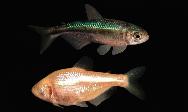 Французские ученые предложили план по строительству рыбных ферм на Луне 