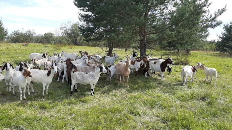 Козы превзошли овец по умственным способностям