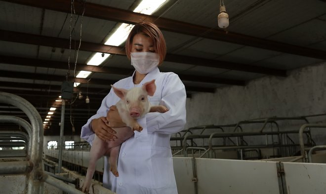 На фоне резкого падения спроса на смартфоны Huawei переключился на... свиней 