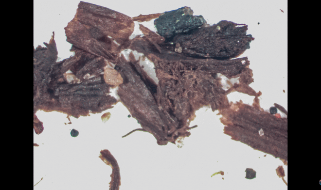 На глубине 1,4 км подо льдом Гренландии найдены древние растения – и это тревожная новость 