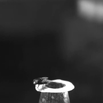 Почему обычную муху так сложно убить 