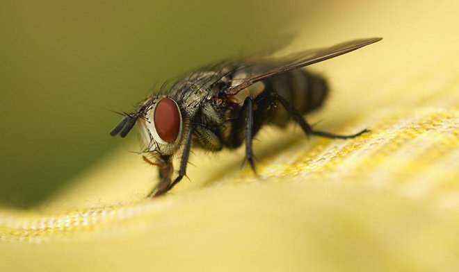 Почему обычную муху так сложно убить 