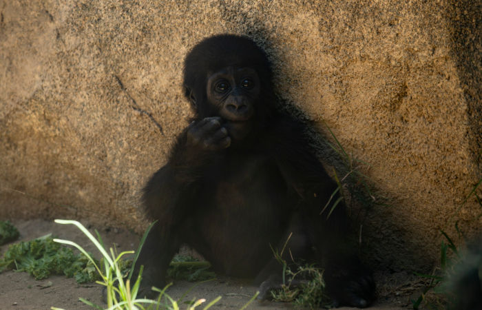 Пользователи Reddit инвестировали более 350 тыс. долларов в сохранение горилл