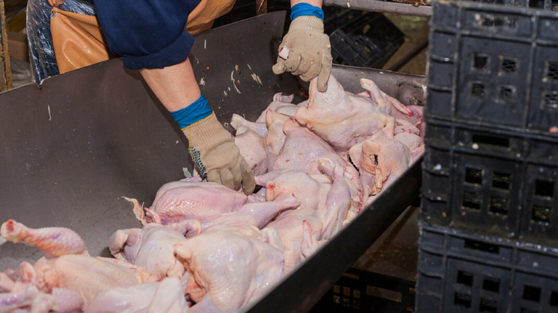 «Производство стремительно сокращается»: бизнес предупредил о дефиците курятины в России