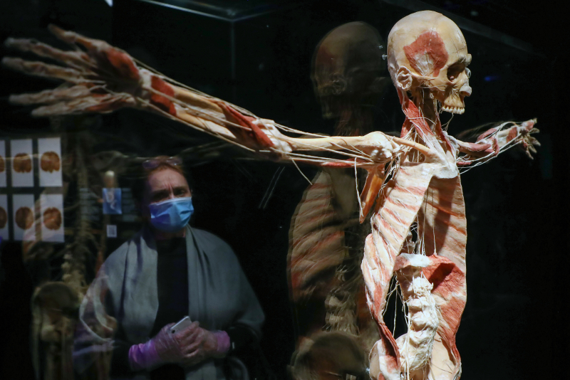 РПЦ и СК против анатомической выставки. Как всемирно известную экспозицию "Мир тела" в Москве проверяют на оскорбление и надругательство