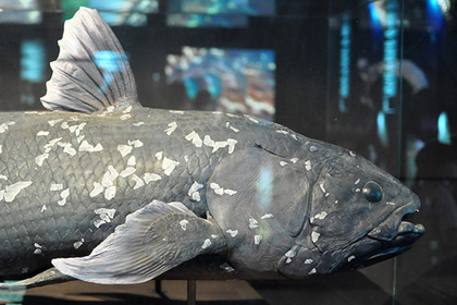 Таксоны Лазаря – как ученые обнаружили «живые ископаемые»?