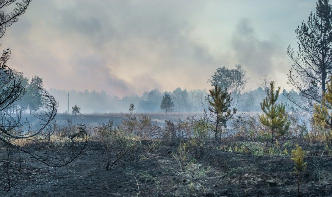 Ученые нашли способ эффективно бороться с торфяными «зомби-пожарами»