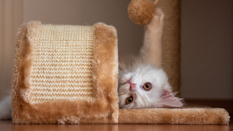 В Японии выяснили, что кошки специально игнорируют слова хозяев