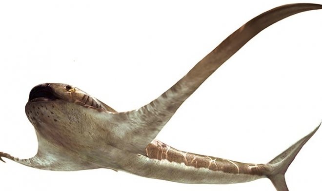 В Мексике обнаружили древний гибрид акулы и ската 