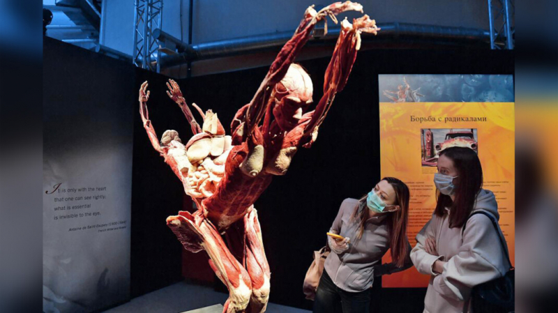 Возрастной ценз возмутившей РПЦ выставки «Мир тела» на ВДНХ повысили до 18+