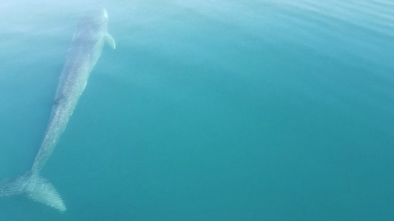 Осьминог в Австралии избил мужчину два раза