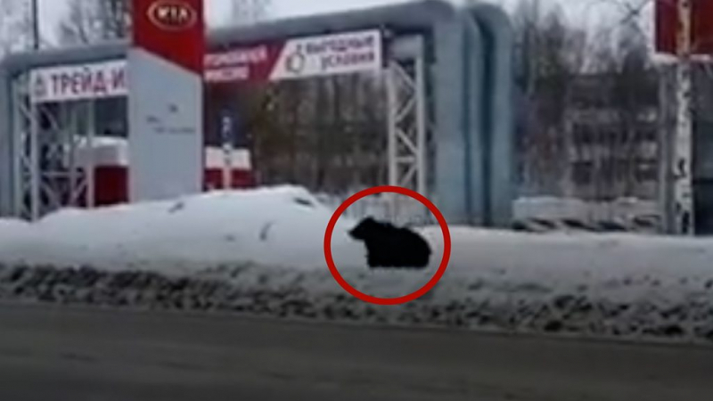 Осьминог в Австралии избил мужчину два раза