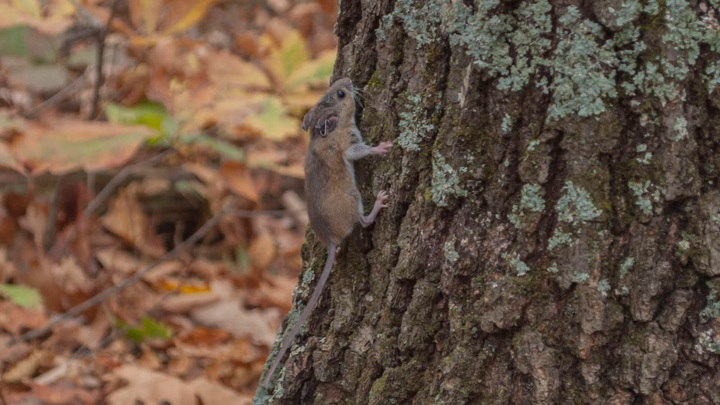 Биоразнообразие необходимо для нашего здоровья