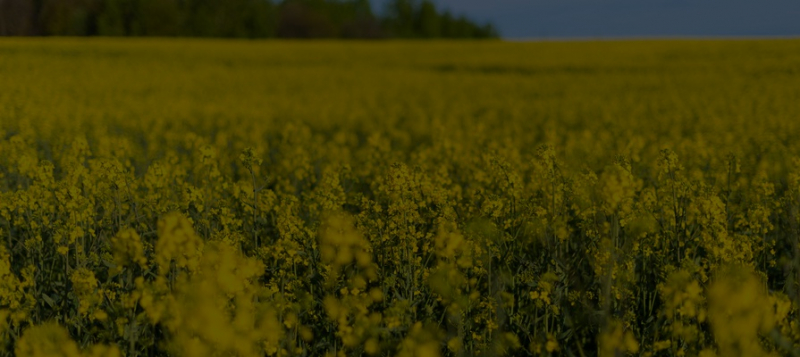 «Грейнрус» инвестирует в foodtech: компания стала инвестором венчурного фонда Lever VC 