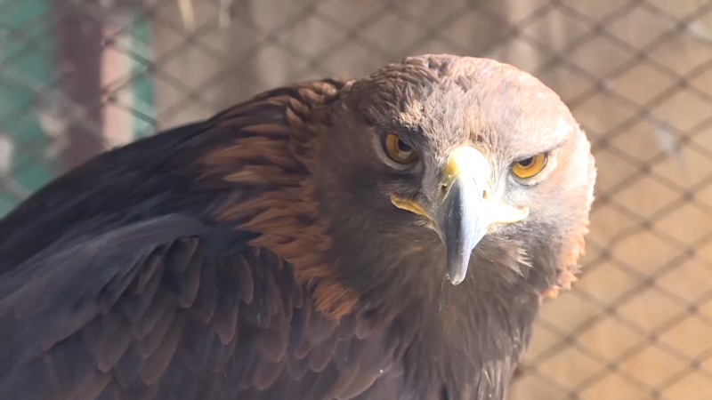 Лис без лапки, слепой барс и раненый беркут. В Кыргызстане зоозащитница у себя дома организовала реабилитационный центр для животных