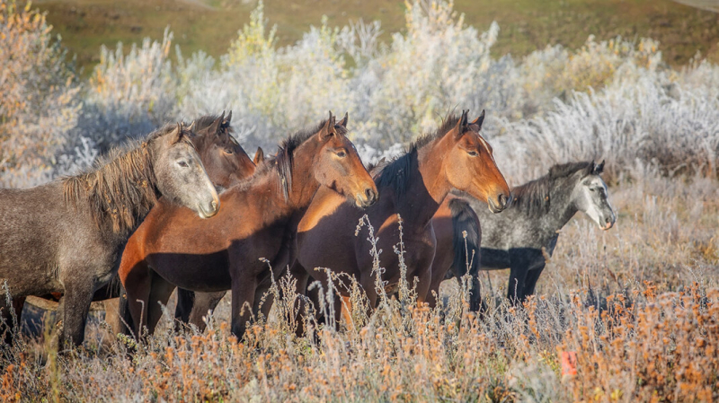 На Алтае полицейский расстрелял табун лошадей из охотничьего ружья. На него завели дело