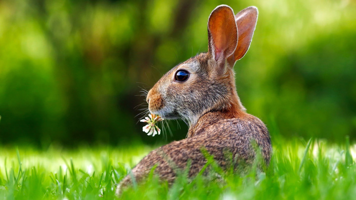 Найден ответ на вопрос, почему не бывает гигантских кроликов