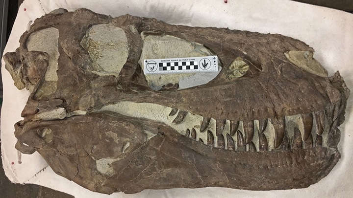 Невероятно: тираннозавры жили стаями?