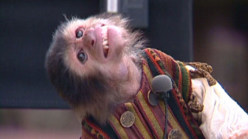 Обезьяны показали способность к созданию традиций и культуры