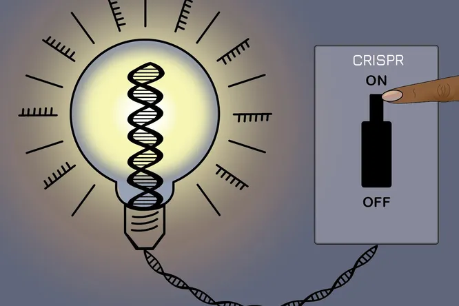 Предложен новый обратимый метод редактирования генов