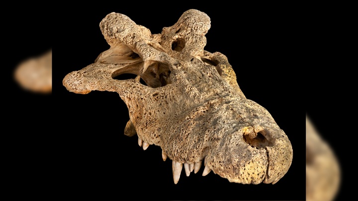 Раскрыта тайна вымершего рогатого крокодила