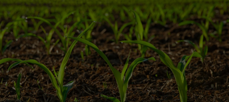 Рост в 30%: фудтех восстанавливается после пандемии 