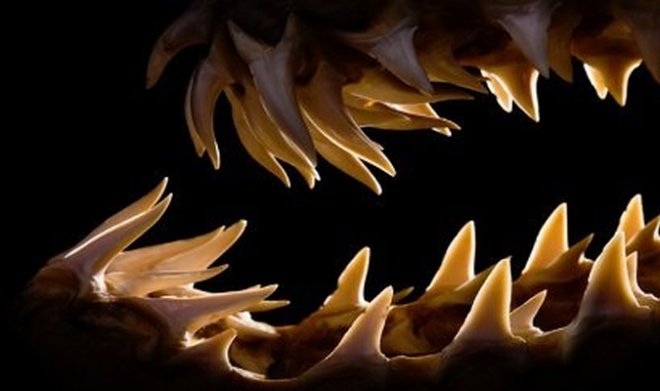 Шипы и зубы всех существ на Земле растут по единой математической формуле