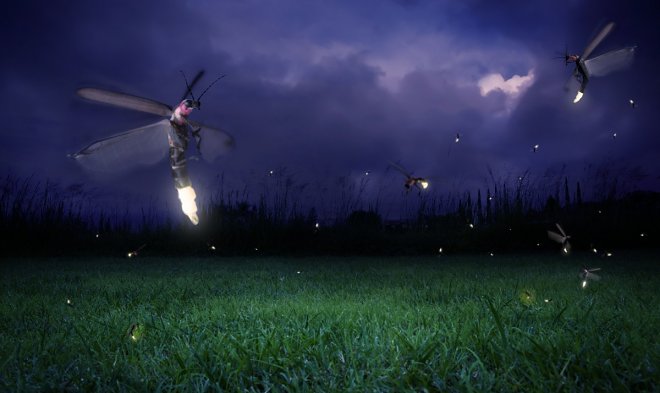 Светлячки научились применять «музыкальную броню» против летучих мышей 