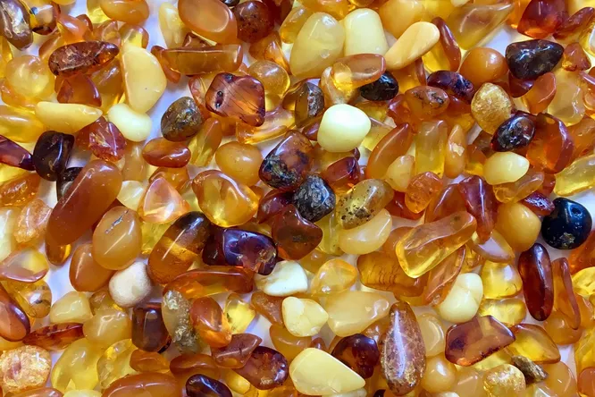 В янтаре нашли вещества, активные против лекарственно устойчивых бактерий