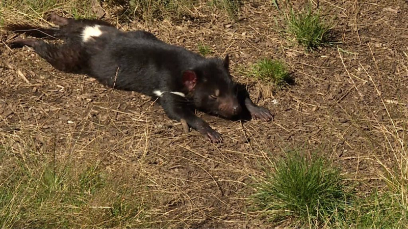 Дайджест: Британия отрицает инцидент с эсминцем у берегов Крыма, Евросоюз готовит удар по белорусскому экспорту