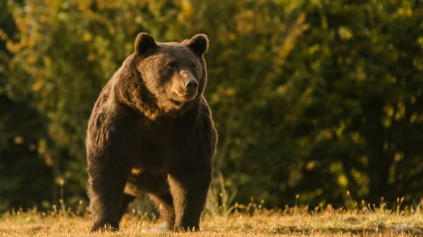 Охота на Артура. В убийстве крупнейшего медведя ЕС обвиняют принца из Лихтенштейна