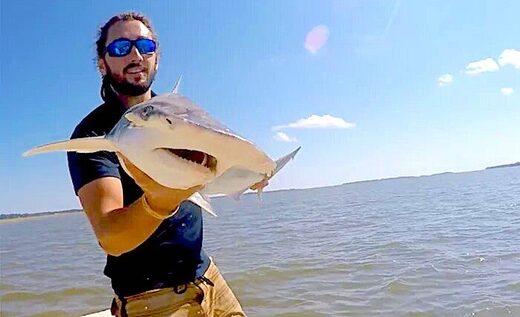 Акулы используют магнитное поле Земли в качестве GPS