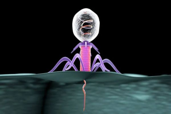 Геном некоторых вирусов отличается от всего живого на Земле