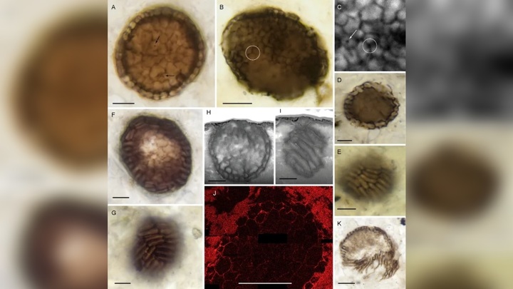 Миллиард лет: обнаружено древнейшее многоклеточное животное?