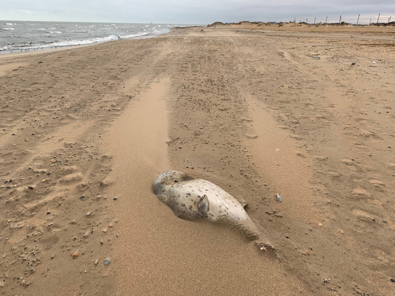 На дагестанском побережье Каспия обнаружили более 150 мертвых краснокнижных тюленей, некоторые из них были без шкур