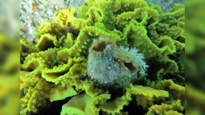 Обнаружено животное с невероятной способностью к регенерации