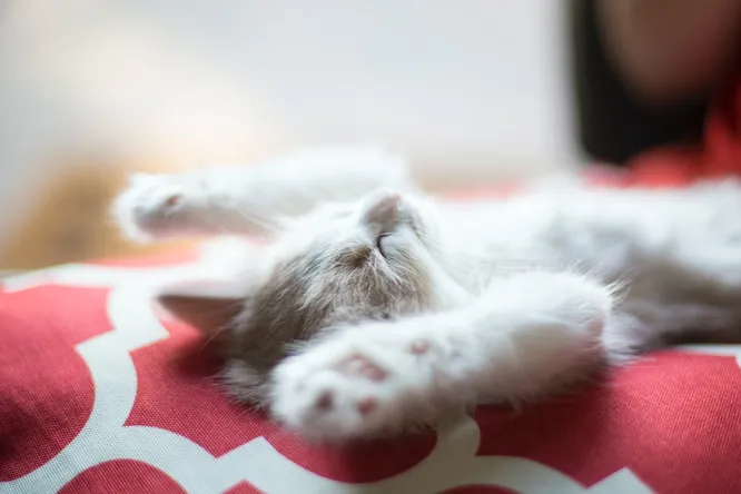 Почему мы забываем сны